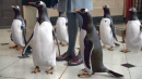 波普先生的企鵝 Mr. Popper’s Penguins 劇照5