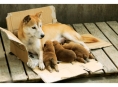 第七日的奇蹟 7 Days of Himawari & Her Puppies 劇照3