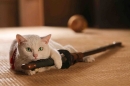 貓侍 電影版 Samurai Cat 劇照4