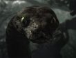 毛格利的身世之謎公開!【與森林共舞】公布最新IMAX 預告 毛格利的身世之謎公開!【與森林共舞】公布最新IMAX 預告
