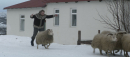 羊男的冰島冒險 Rams 劇照3