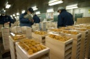 築地市場：和食之心 Tsukiji Wonderland 劇照10
