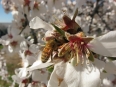蜜蜂工場 More Than Honey 劇照5