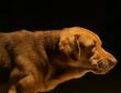 殘酷又美麗的現代寓言 奧斯卡代表【忠犬追殺令】為流浪動物發聲