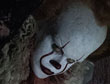 打破【玩命關頭8】紀錄，【牠】預告衝破2億4千萬瀏覽
