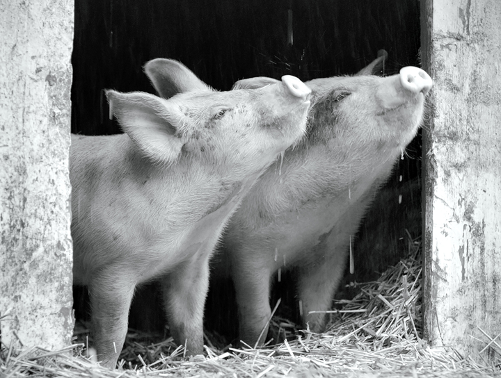 【農場我的家】－從動物視角呈現動物們最真實的感受與情緒