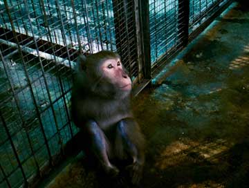 金馬導演楊力州新作【獸刑】讓動物說出心中憤恨