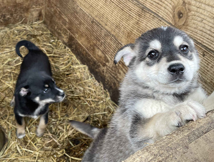 日本導演遠赴烏克蘭紀錄【戰火下的毛孩】，退伍軍人戰後PTSD被治療犬治癒